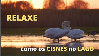Como RELAXAR da mesma forma que CISNES no LAGO! - How to RELAX in the same way as SWANS in LAKE!