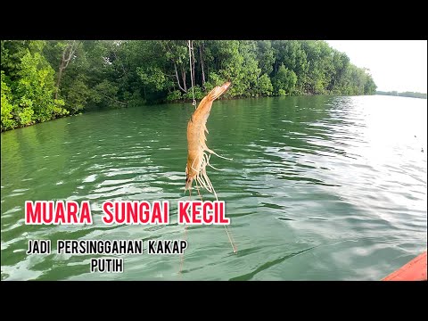 SMALL RIVER ESTUARY, A STOP-OFF PLACE FOR WHITE SEASPERS || FISHING AT THE ESTUARY