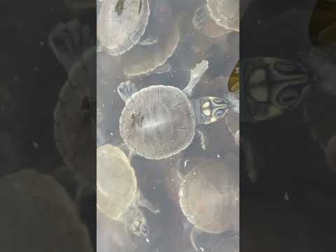Click to play video