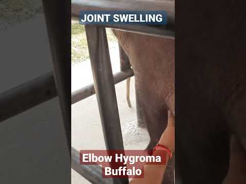 , title : 'Joint swelling in Buffalo ( Elbow Hygroma )'