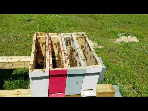 Stocking mini mating nucs with packages and virgin queen how to