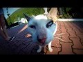Kitty Kisses My GoPro