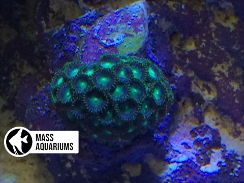 How To set up a Saltwater Reef Tank: Episode 5, New Tank Syndrome