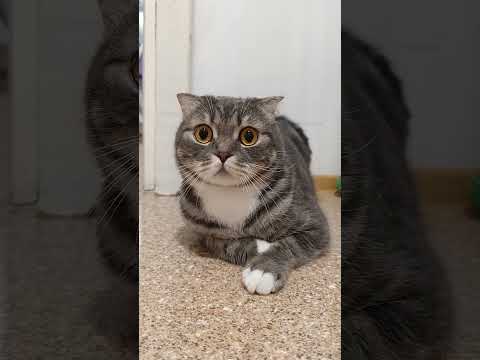 Кошка спасла жизнь своей хозяйке 🐾🐱🥹#aleks#cat#видосыоткота#врекомендации#кот