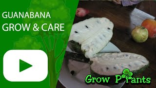 Guanabana – grow & care (Great fruits to eat)