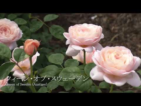 イングリッシュローズ「クイーンオブスウェーデン」 植物