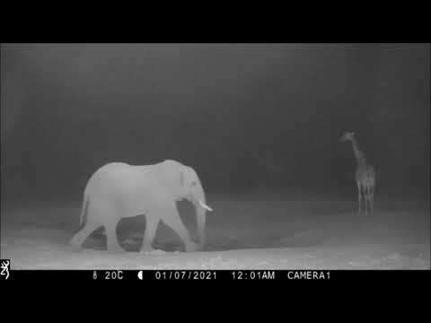 Selenkay Waterhole Camera Trap, Amboseli, Kenya