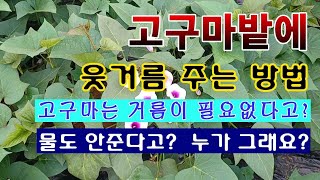[텃밭농부 1,571]  고구마밭에 웃거름 주는 방법. 고구마도 웃거름이 필요하다. #고구마재배