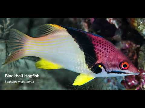 9 Wrasse A - scuba diving video