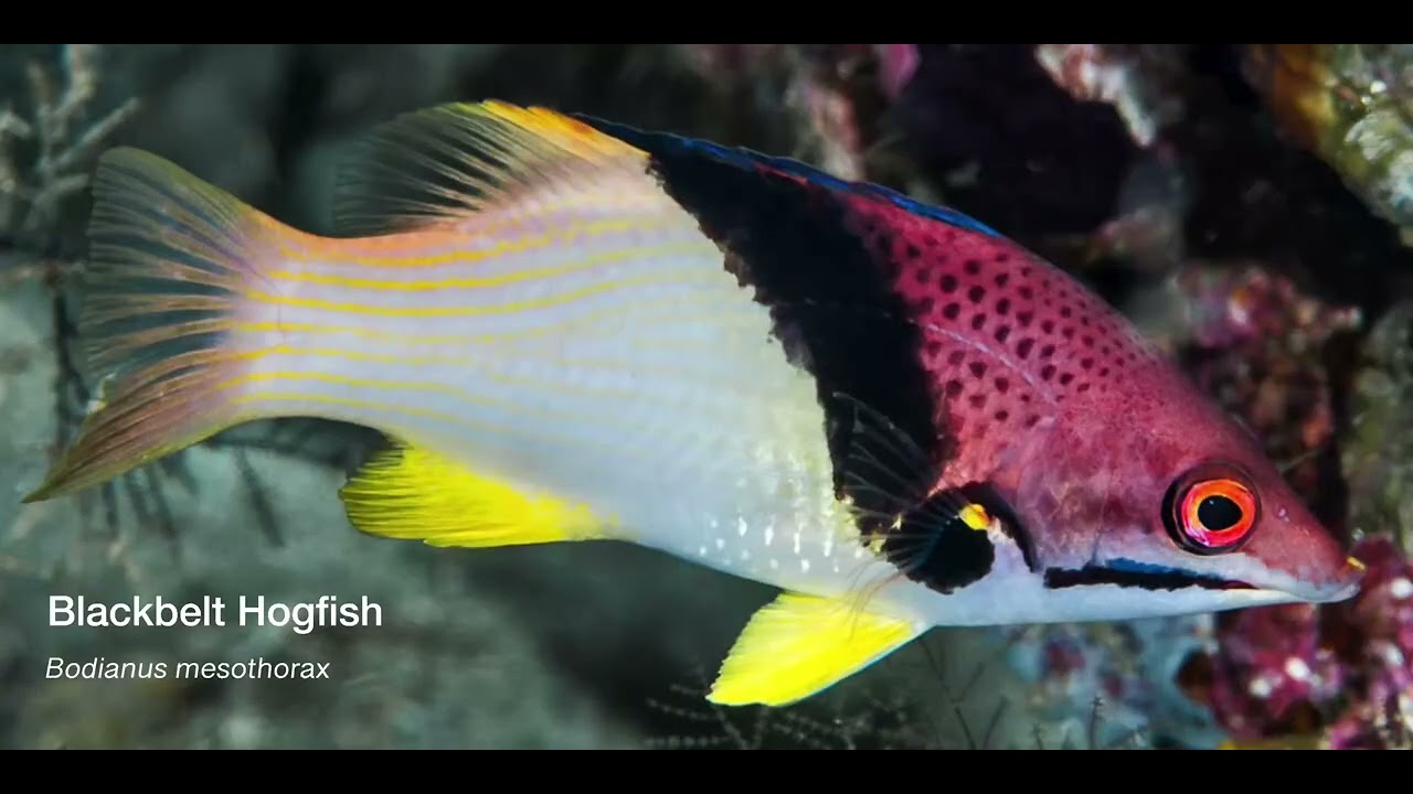9 Wrasse A