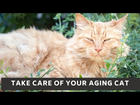 How to take care of your aging cat || Aging cat losing weight || Aging cat problems
