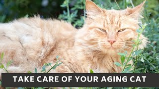 How to take care of your aging cat || Aging cat losing weight || Aging cat problems