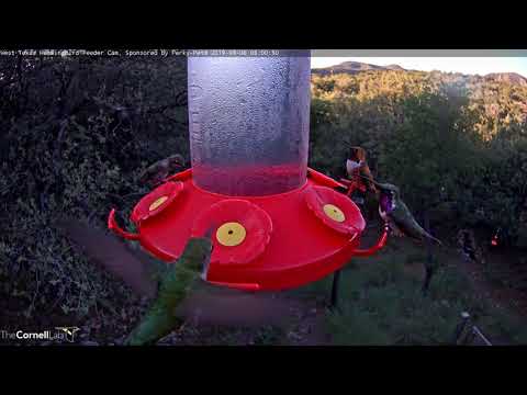 Male Lucifer And Rufous Hummingbirds Sit Next To Each Other During Feeding Frenzy – Sept. 6, 2019