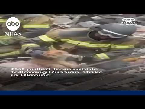Cat pulled from rubble following Russian strike in Ukraine