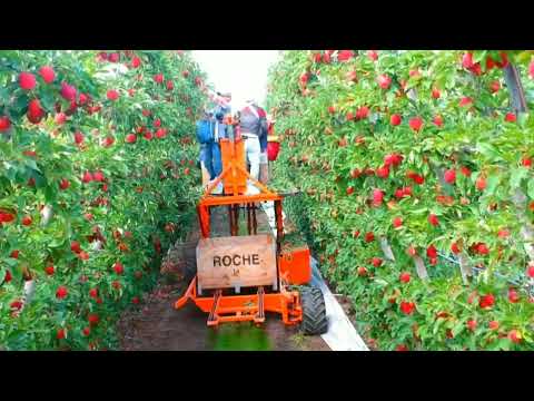 Agriculture Technology Used How Harvest Billions Of Apples - Apple Farming And Harvesting Technology