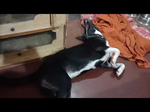 BRUNO PLAYING OF HIS OWN AFTER FOOD ....