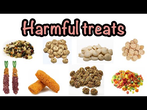 YouTube video about: Can guinea pigs eat millet?