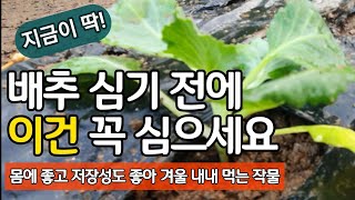 배추 심기 전에 이건 꼭 심으세요. 몸에 좋고 저장성도 좋아 겨울 내내 먹는 작물