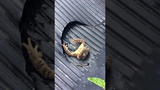 [閒聊] 如果這影片主角是東方的諏訪子會怎樣