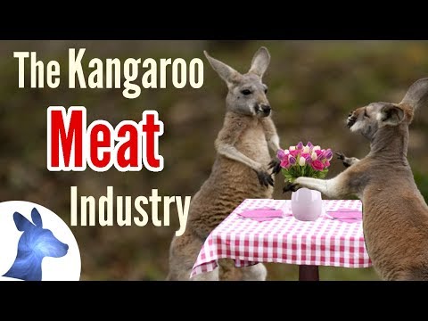 The Kangaroo Meat Industry Explained