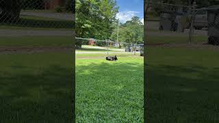 Video preview image #1 Labrador Retriever-Unknown Mix Puppy For Sale in Holly Springs, NC, USA