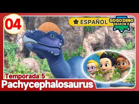 ✨ El último ✨ | GOGODINO Temporada 5 EP04 Pachycephalosaurus de cráneo duro | Dinosaurios