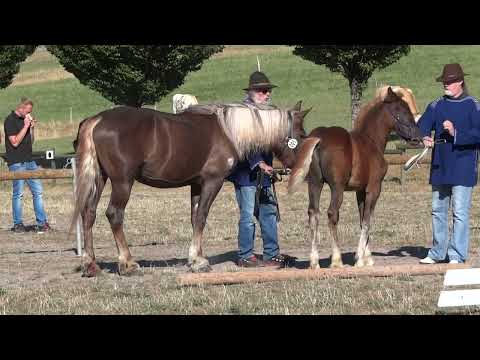 01. Darian - SchwK Hengst von Dachs x Fiona v. Vogtsberg - Fohlenschau St. Märgen am 11.08.2022