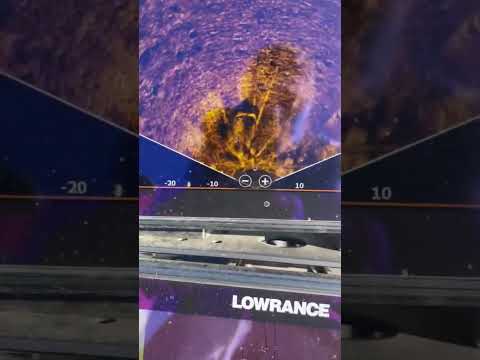 Lowrance ActiveTarget™ 2 is perfect for spotting fish... or gators!