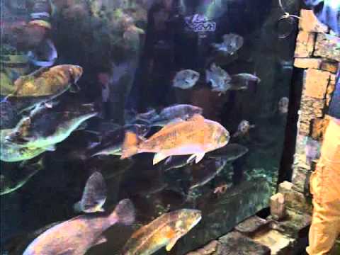Hydrowave Tank Demo 12-17-11.3gp