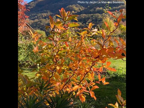 Nyssa sylvatica 'Zydeco Twist' Contorted Black Gum