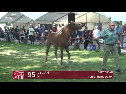Sprinter Sacré Show 2021 : Lot 95 - Lylian