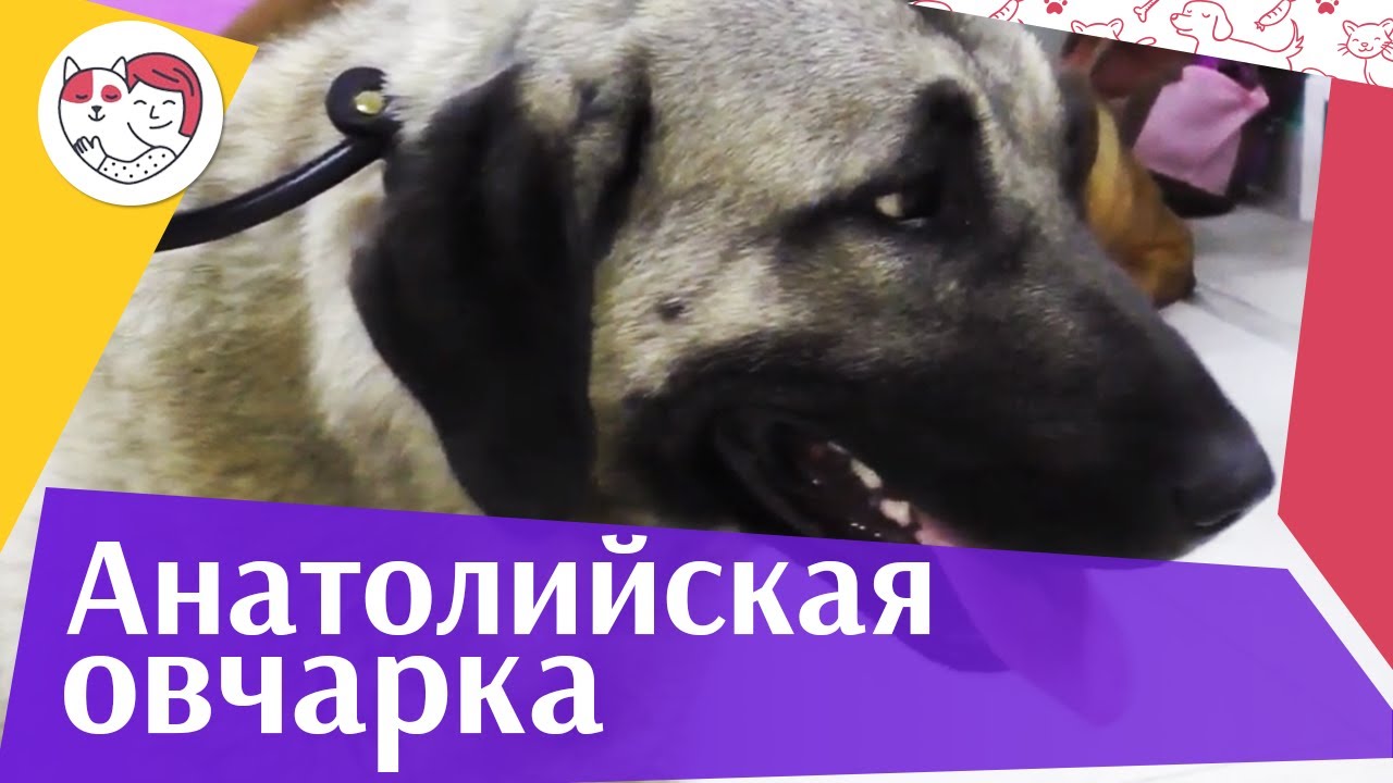 Анатолийская овчарка (Карабаш) на ilikepet. Особенности породы, уход