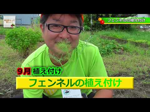 球根状のフェンネル 植物