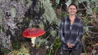 Anne Pringle (U. Wi.) 1: Introduction to Fungi