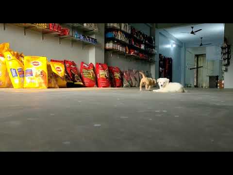 The Pet Shop Rajatalab Dog Kennel
