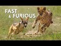 0 To 100 In 3 Strides Why The Cheetah Is A Biological Supercar