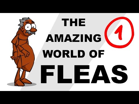 The Amazing World of Fleas - Plain and Simple (Part 1)