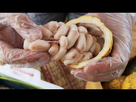 Fermenting and Drying Cocoa at Home | Chocolate Phayanak