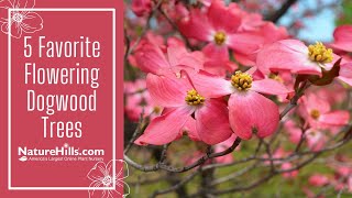 5 Favorite Flowering Dogwood Trees | NatureHills.com