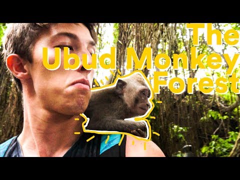 Bali Ubud Monkey Forest! (monkeys steal everything)