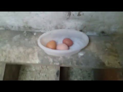 Das erste Ei von unseren neuen Hühnern