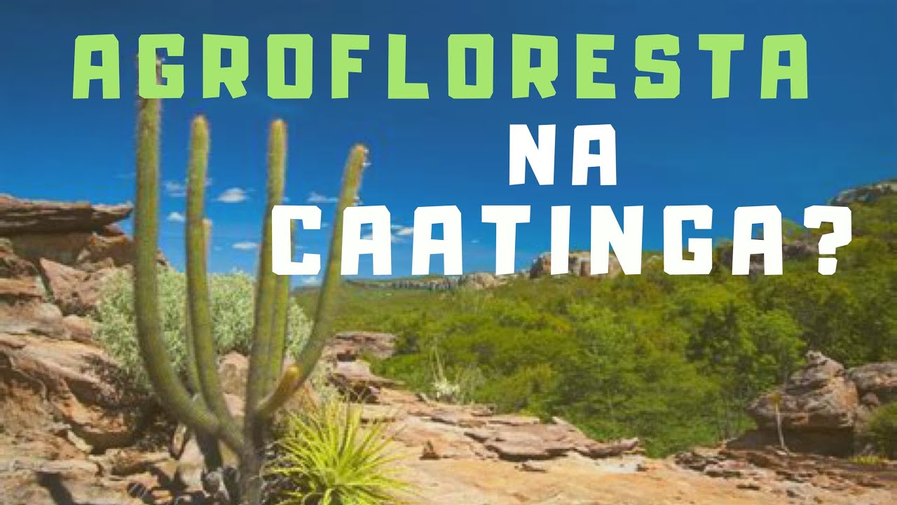 Agrofloresta do Futuro - Agrofloresta na Caatinga: Marsha Hanzi Epicentro Marizá; 17/49