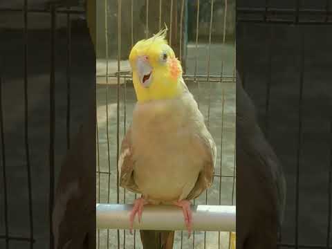 Male Cockatiel Sound Part:2 #shorts