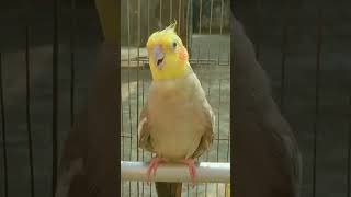 Download lagu Male Cockatiel Sound Part:2 #shorts mp3 Download lagu Male Cockatiel Sound Part:2 #shorts mp3
