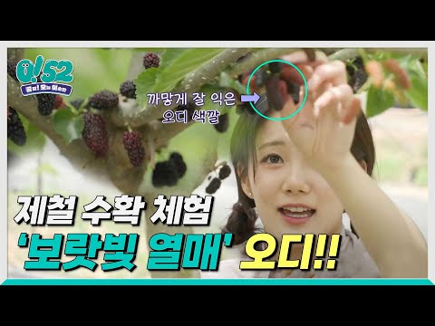 [생방송0!52] 보랏빛 보석, 오디