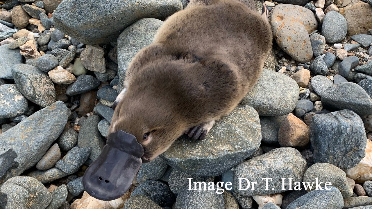 Where Are We At With Platypuses?