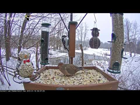 Snowy Morning Brings Plenty Of Visitors To Cornell Feeders – Jan. 18, 2019