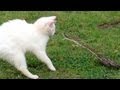 Snake Vs Cat Mossy Oak