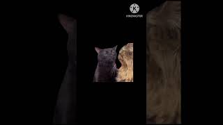 #猫ミーム 知ってる猫ミームをひたすら再生　本編は10倍くらいありますw