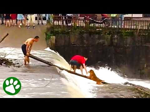 Brave Men Rescue Dog From Rushing River